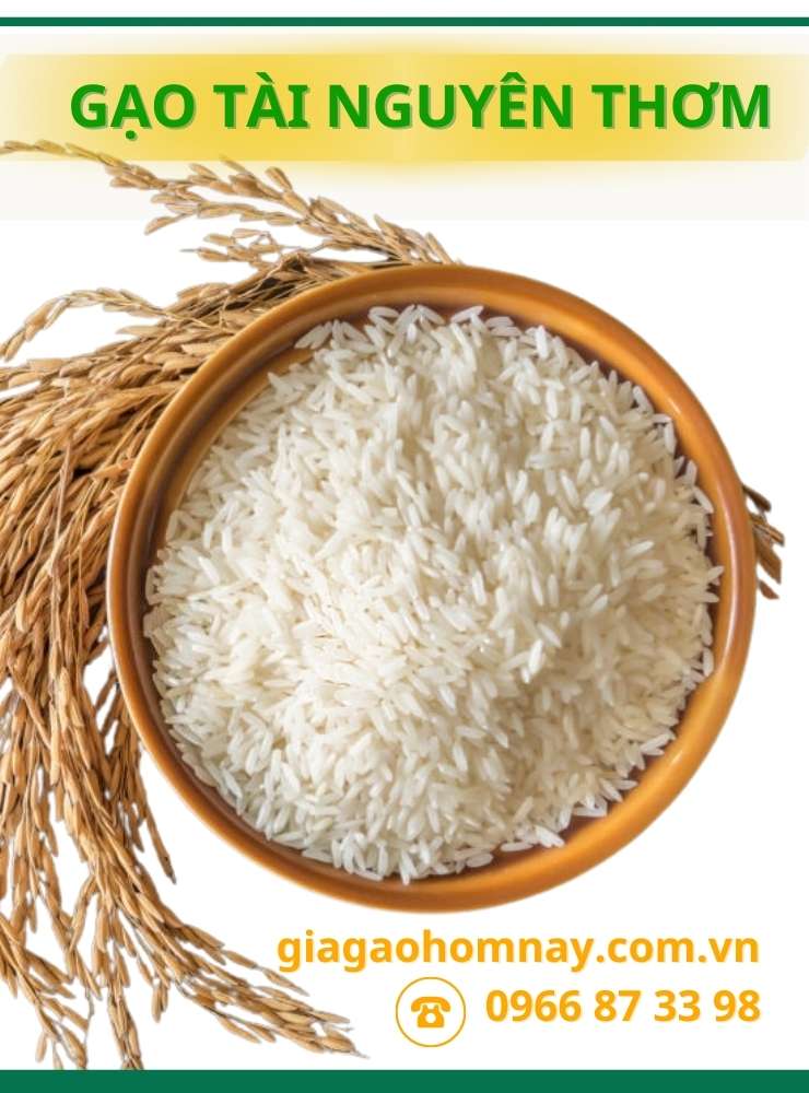gạo tài nguyên thơm