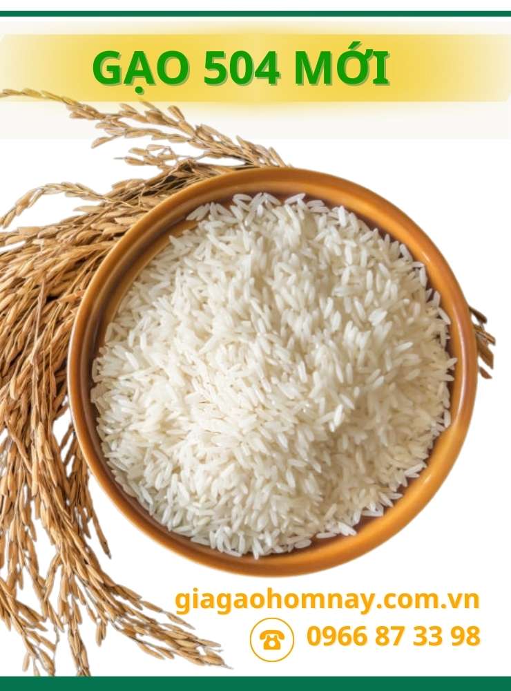 gạo 504 mới