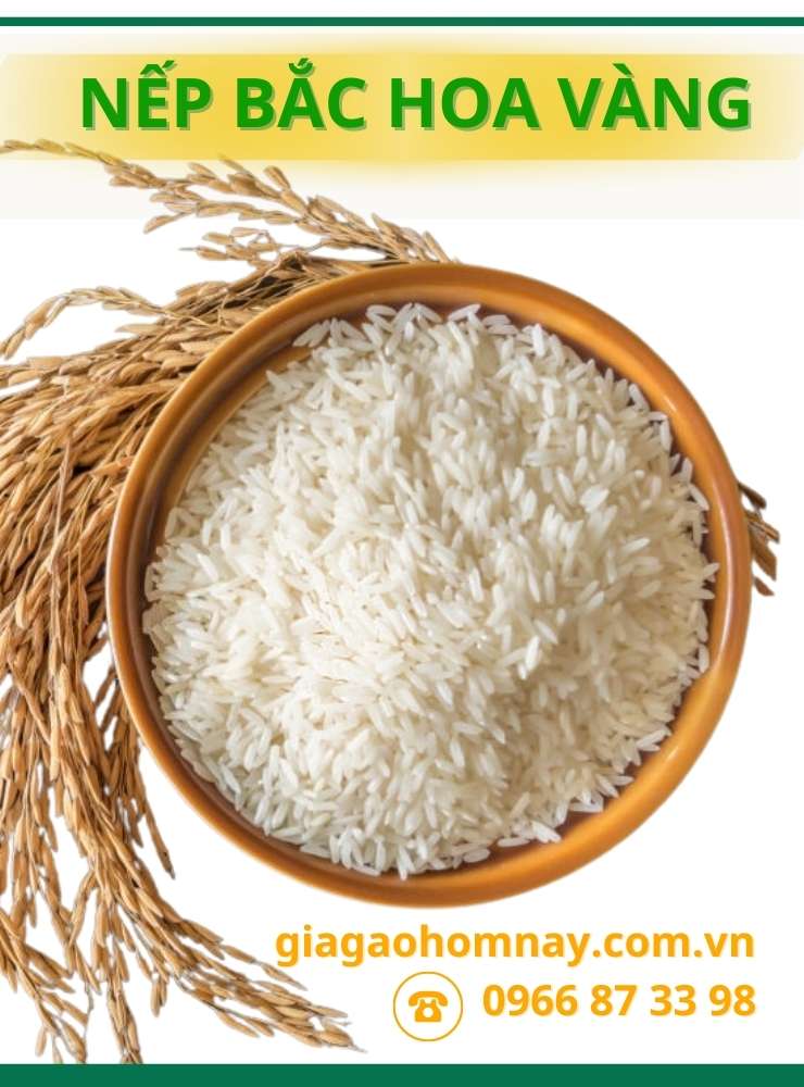 nếp bắc hoa vàng